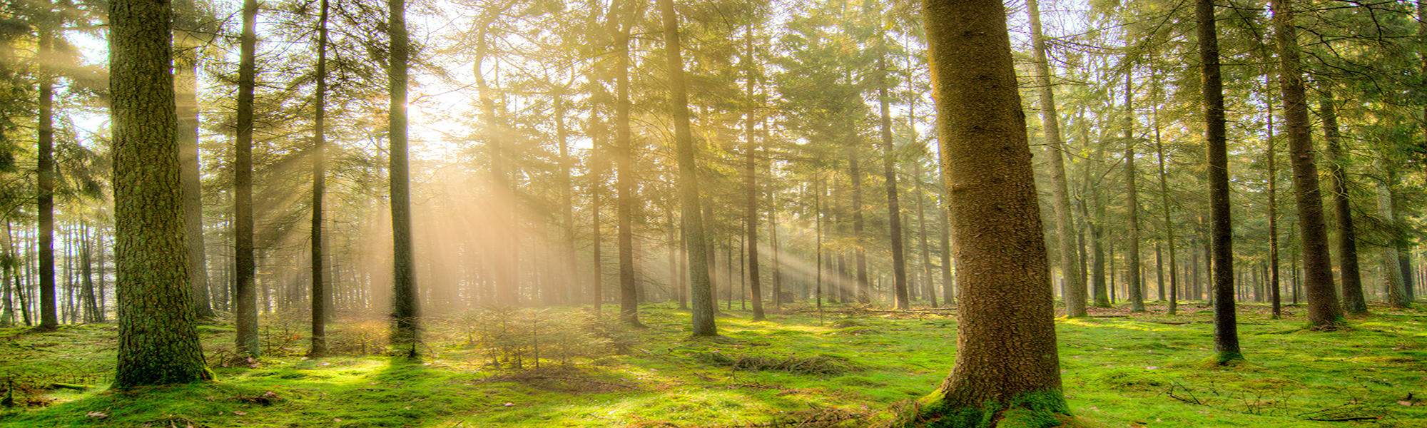 トップイメージ